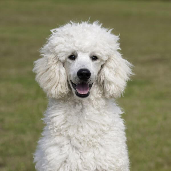 Poodle Breeding