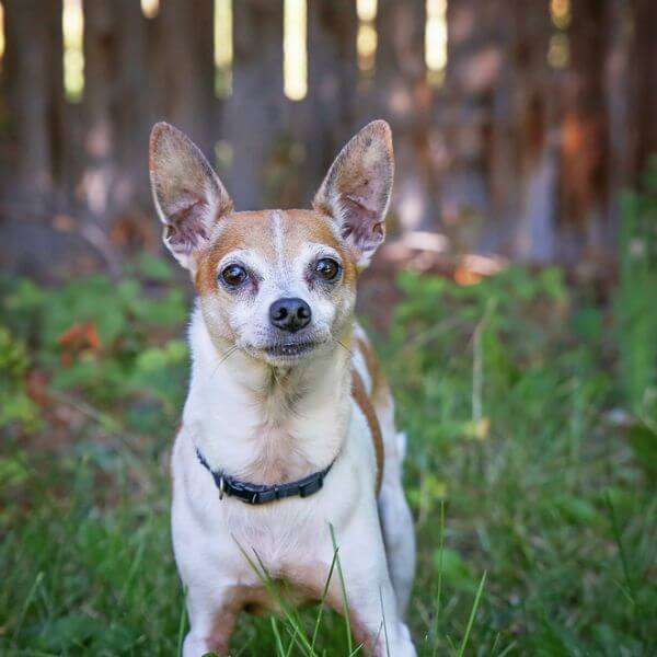 Rat terrier for adoption