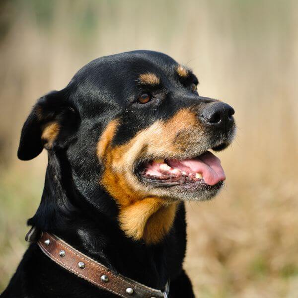 Female rottweiler 2024 for mating