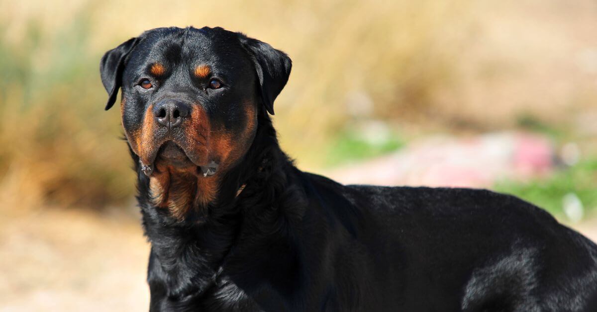 Looking for female hot sale rottweiler to breed