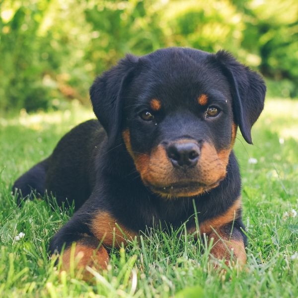 Rottweiler for adoption