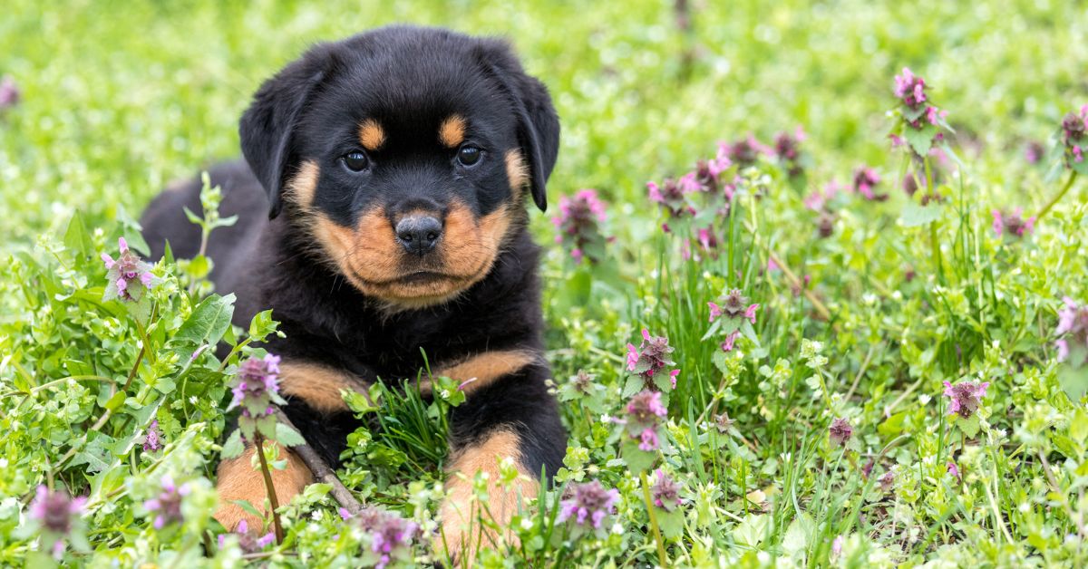 Rottweiler For Adoption | Adopt A Rottweiler | Petmeetly