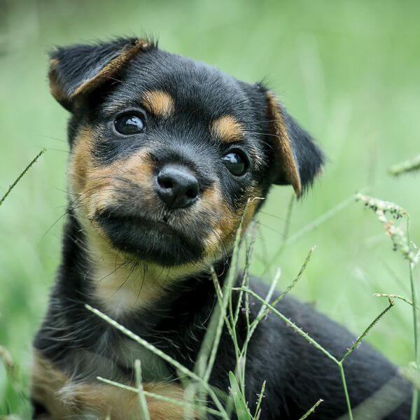 Rottweile for sale