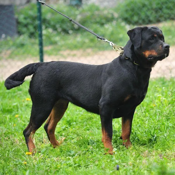 Rottweiler