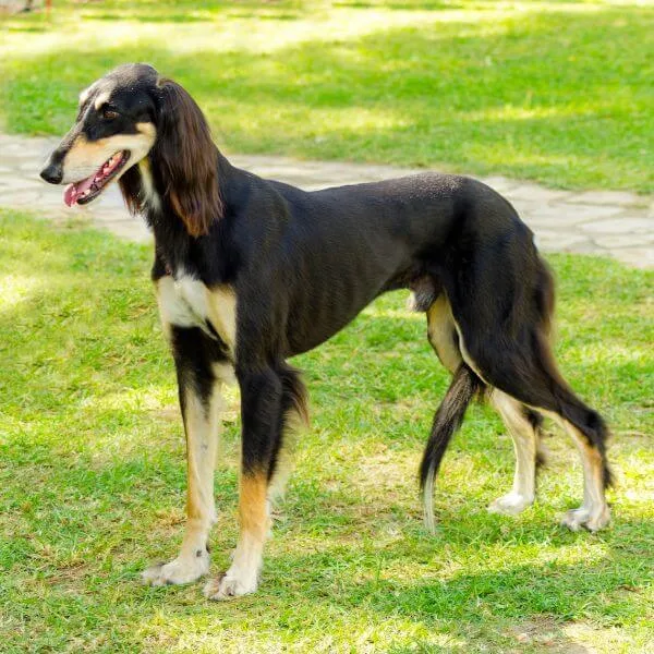 Saluki