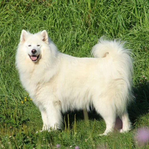 Samoyed