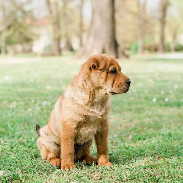 Shar pei for adoption