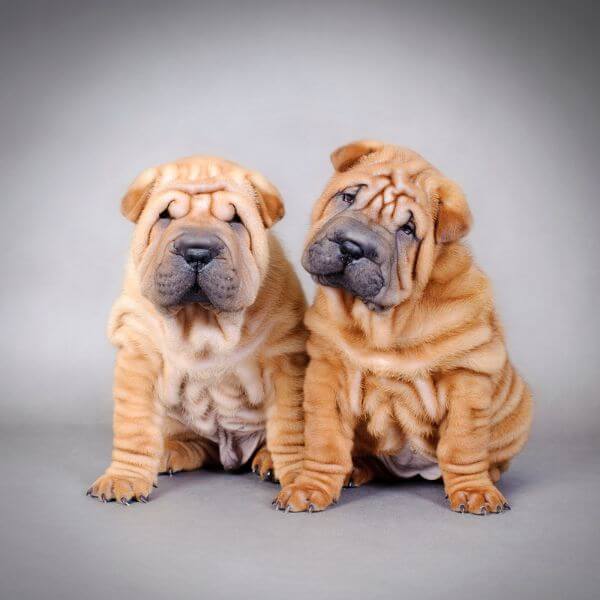 Shar pei for sale