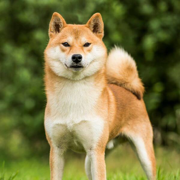 Raising a hot sale shiba inu