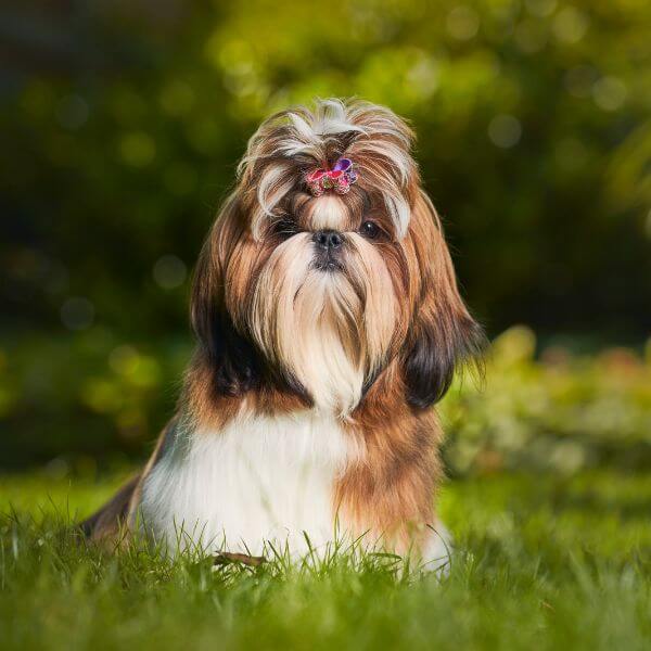 Shih Tzu Breeding