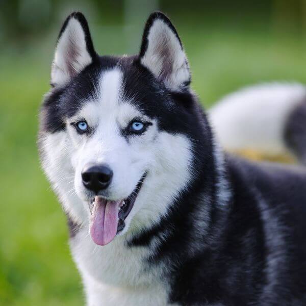 Siberian Husky Breeding