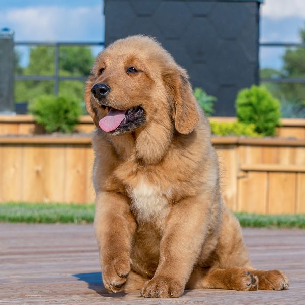 Tibetan Mastiff for adoption