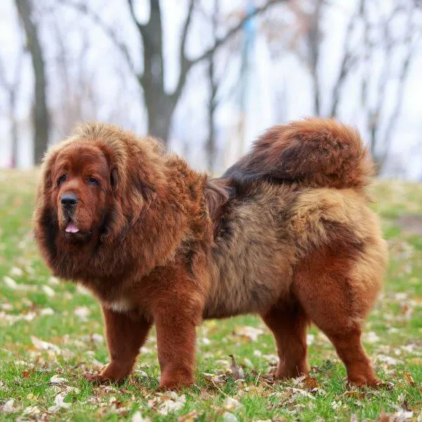 Tibetan Mastiff