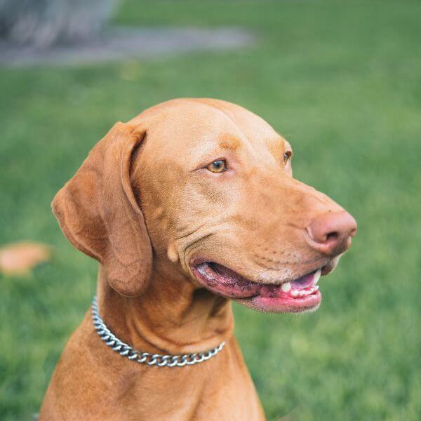 Vizsla Breeding