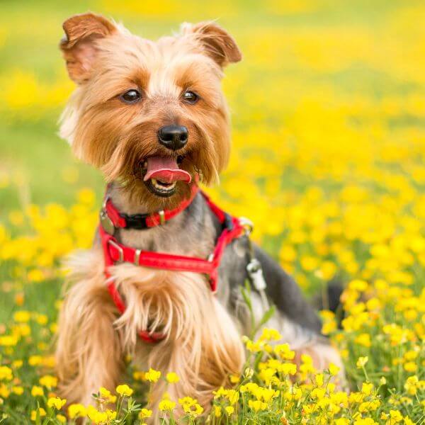 Yorkshire terrier for sale