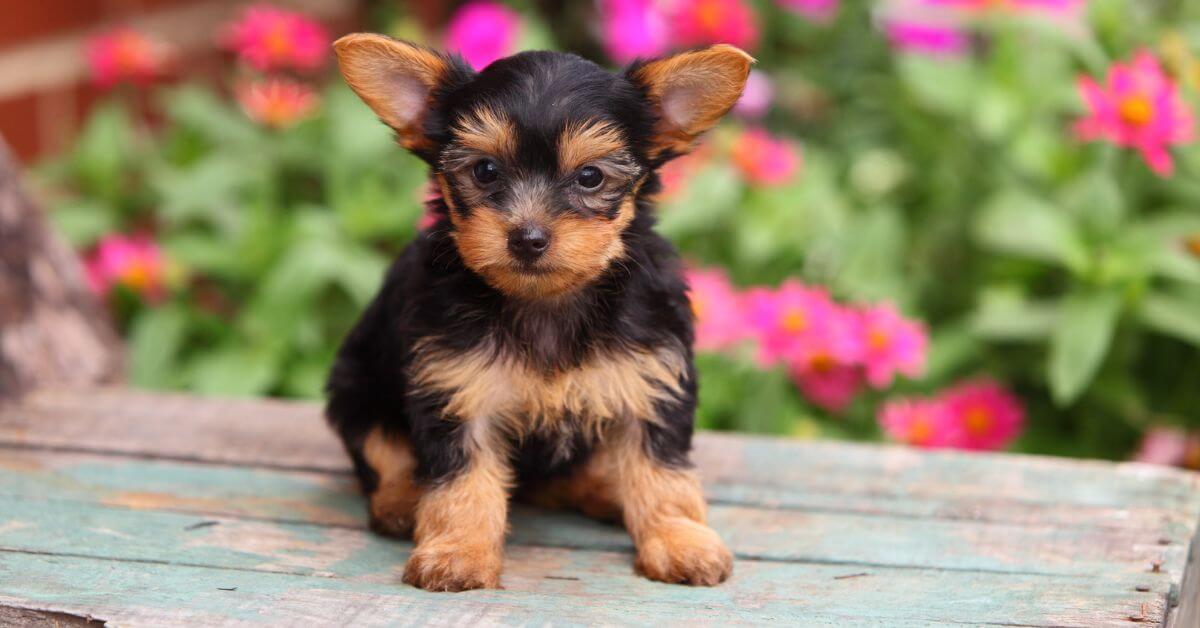 Yorkshire Terrier Puppies For Sale Petmeetly