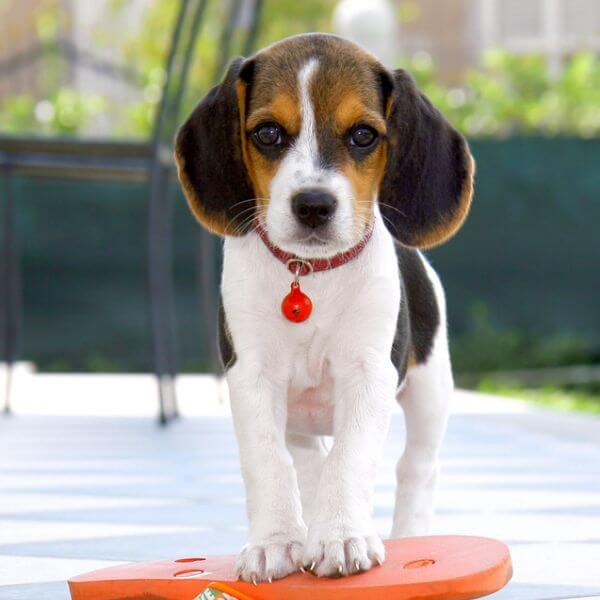 beagle for sale