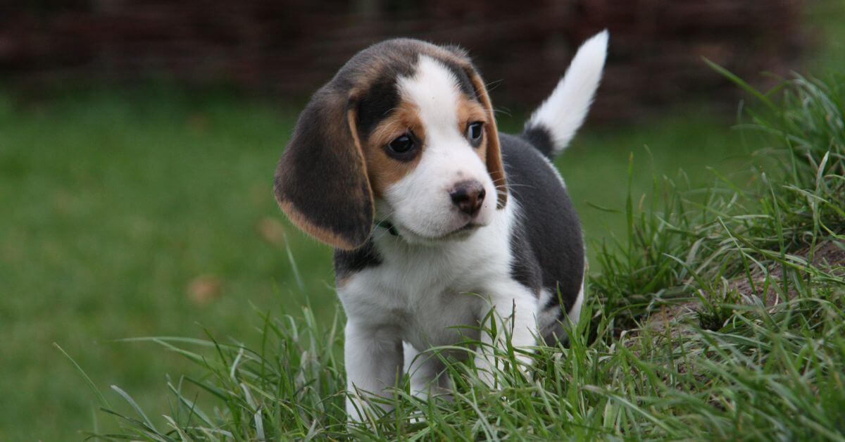 Beagle Puppies For Sale | Petmeetly