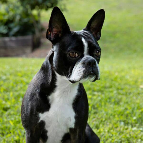 boston terrier breeding