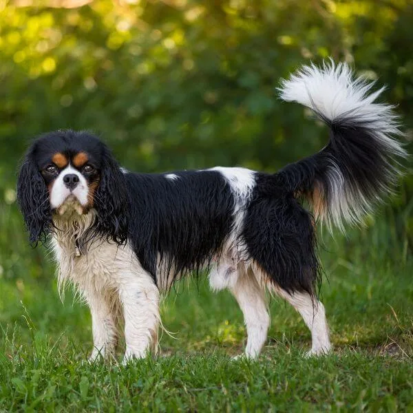 Cavalier King Charles Spaniel