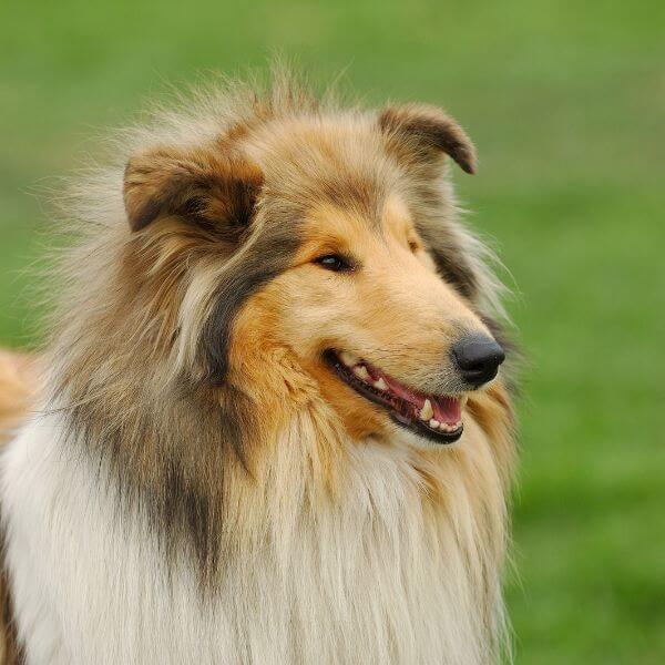 collie breeding