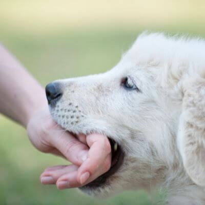 dog play bite