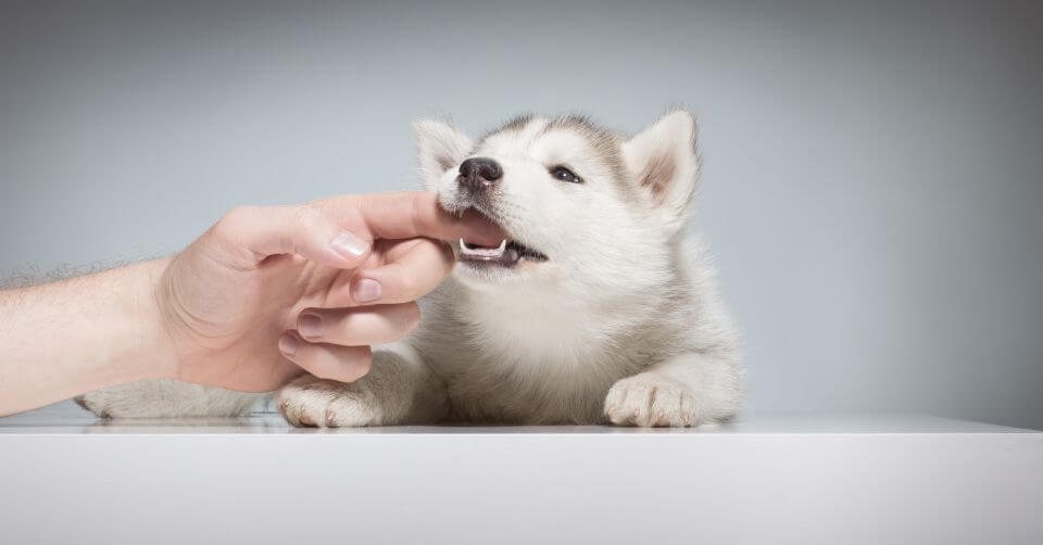 dog play bite