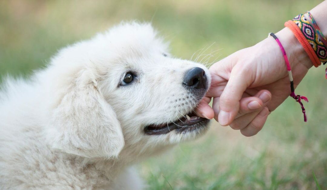 Why Do Dogs Play Bite? The Science Behind Your Pup’s Playful Nature