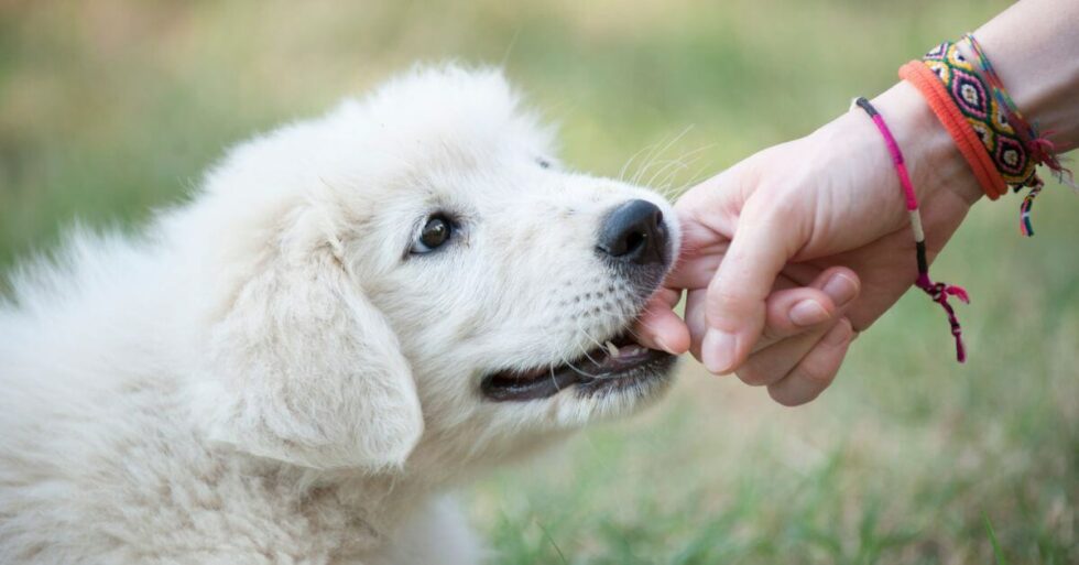 Why Do Your Dogs Play Bite The Science Behind Dogs Bite why-do-your-dogs-play-bite-the-science-behind-dogs-bite