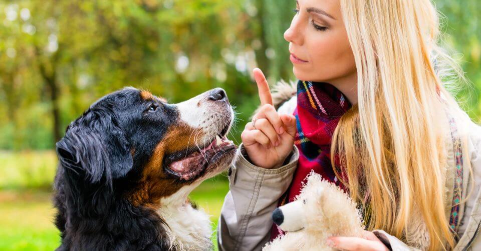 Why Do Your Dogs Play Bite | The Science Behind Dogs Bite