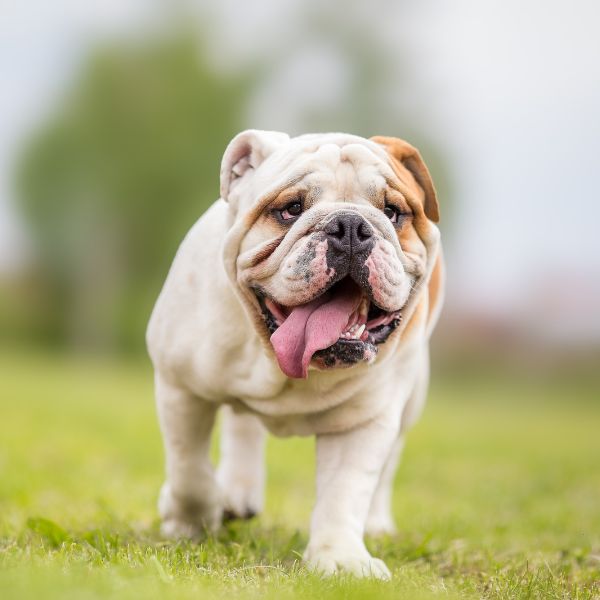 english bulldog for sale