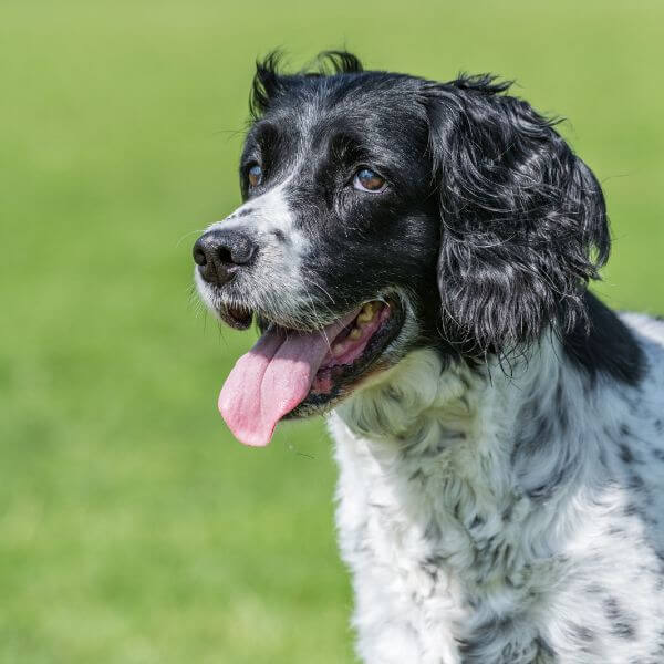 english springer spaniel breeding