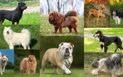 10 Most Expensive Dog Breeds