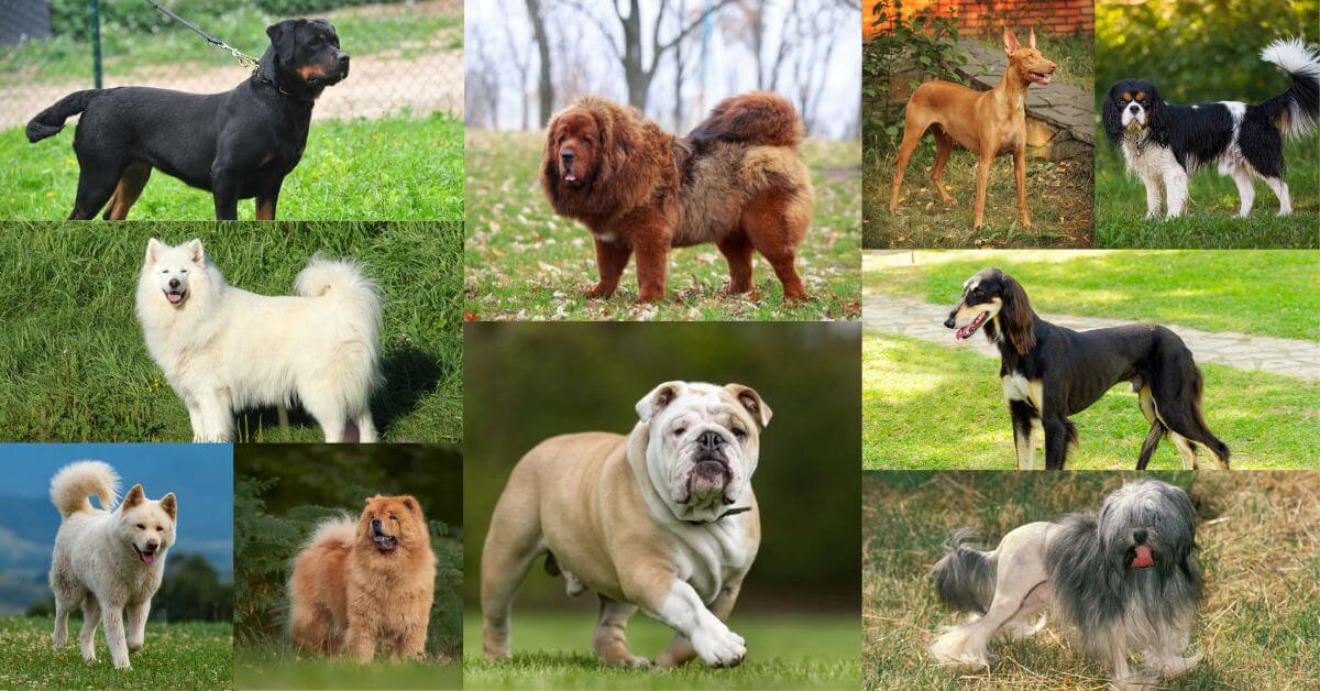 Expensive large shop dog breeds