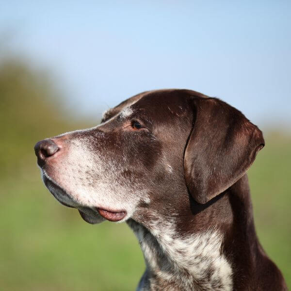 german shorthaired pointer breeding