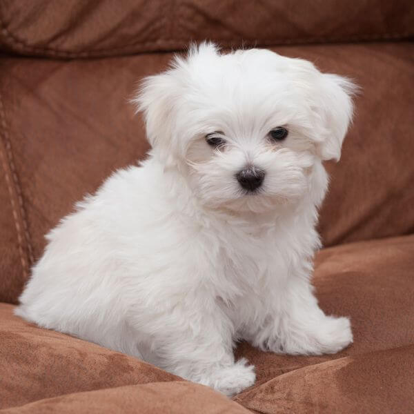 maltese breeding