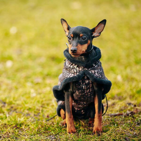 Miniature Pinscher for sale