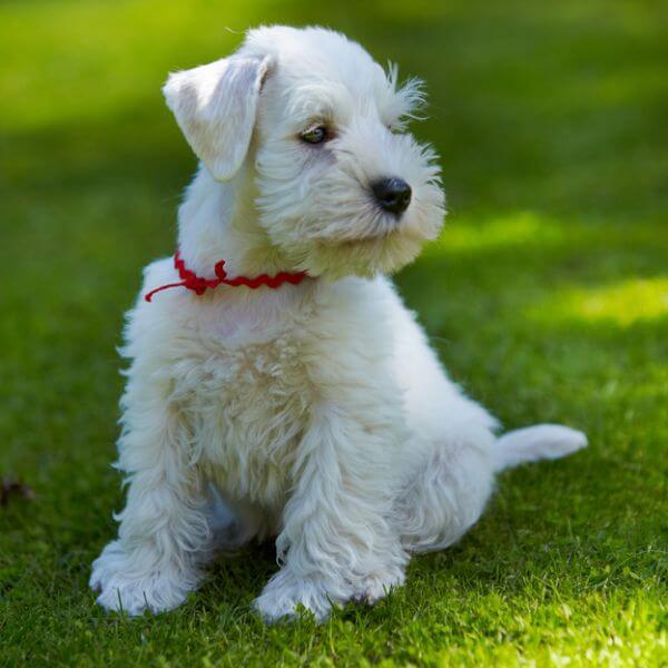 About White Miniature Schnauzers