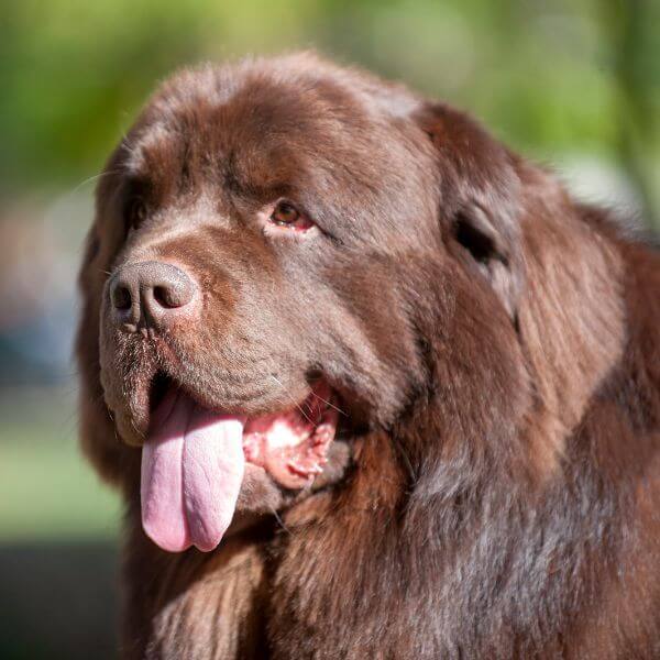 newfoundland breeding