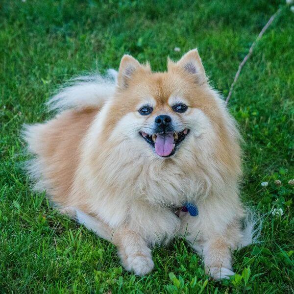 pomeranian breeding