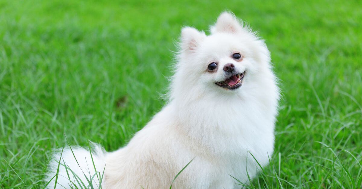 Pomeranian sale dog mating