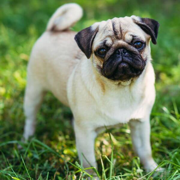 Female pug hot sale for breeding