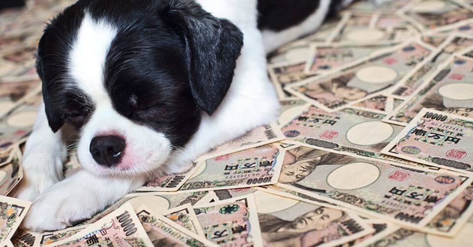 puppy on budget