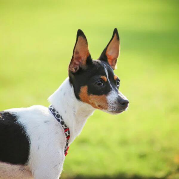 rat terrier for sale