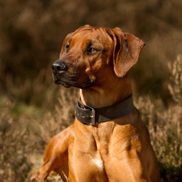 rhodesian ridgeback breeding