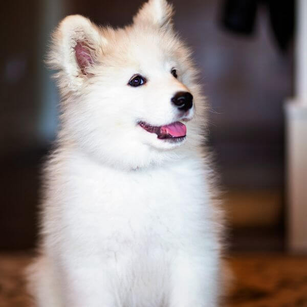 samoyed for adoption