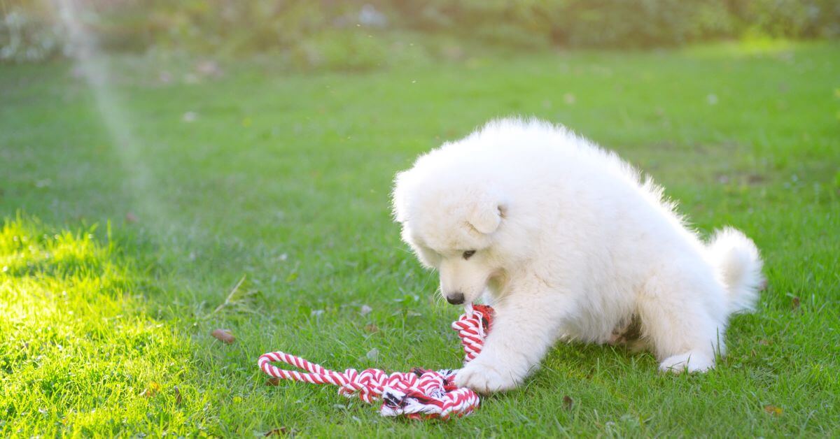 Samoyed For Adoption Adopt A Samoyed Petmeetly