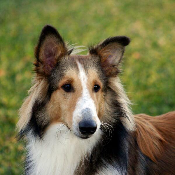 shetland sheepdog breeding