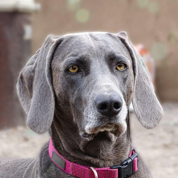 weimaraner breeding