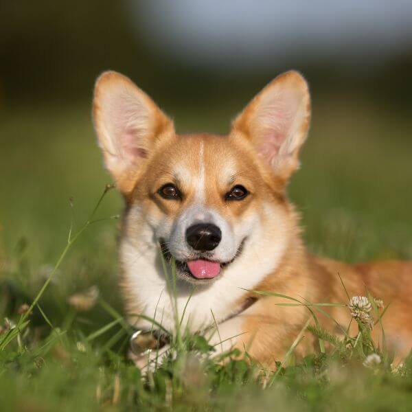 Corgi mating store